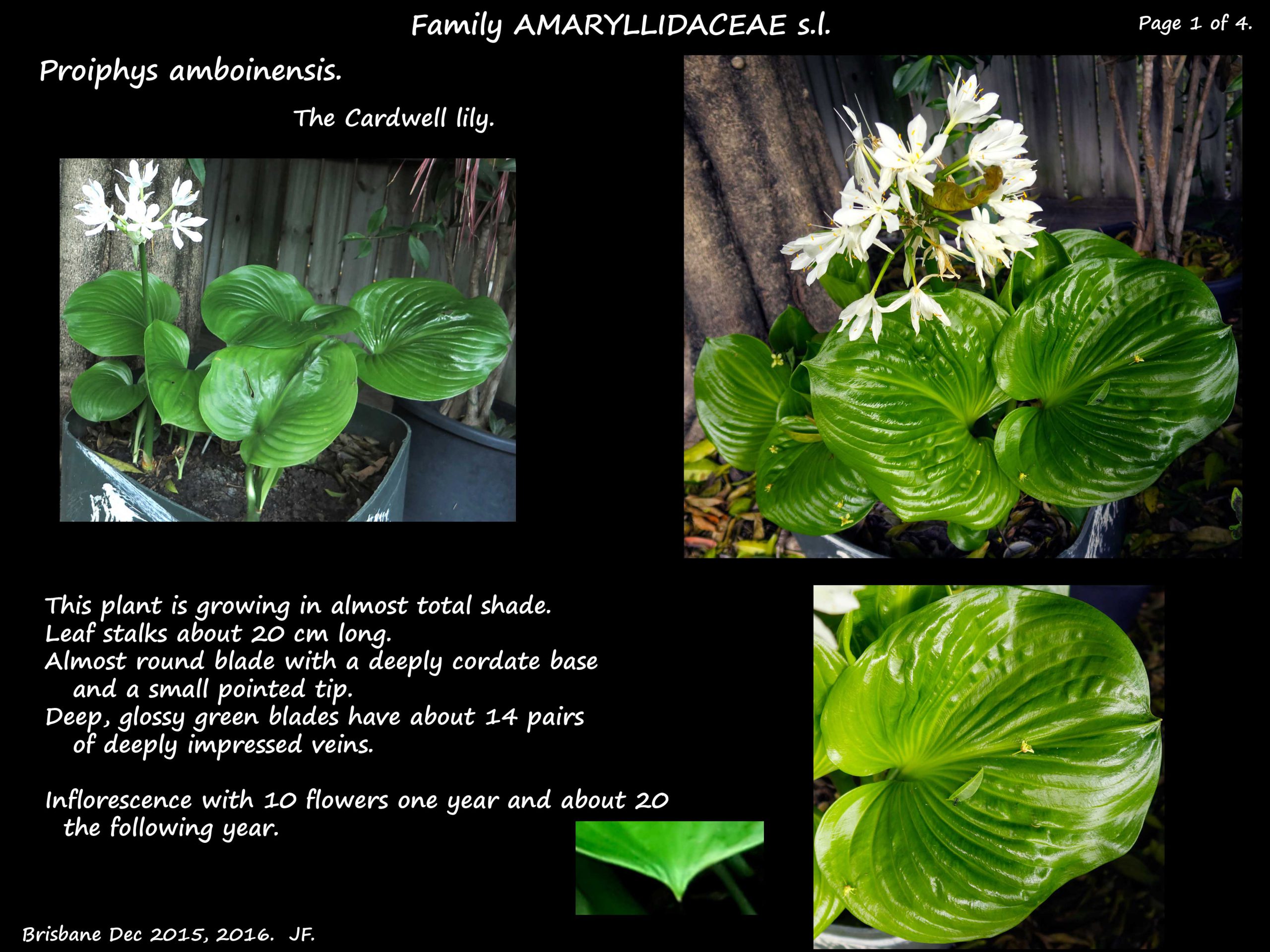 1 Cardwell lily plants & leaves